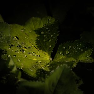Wassertropfen Blatt