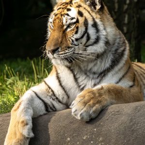 Löwe Zoo