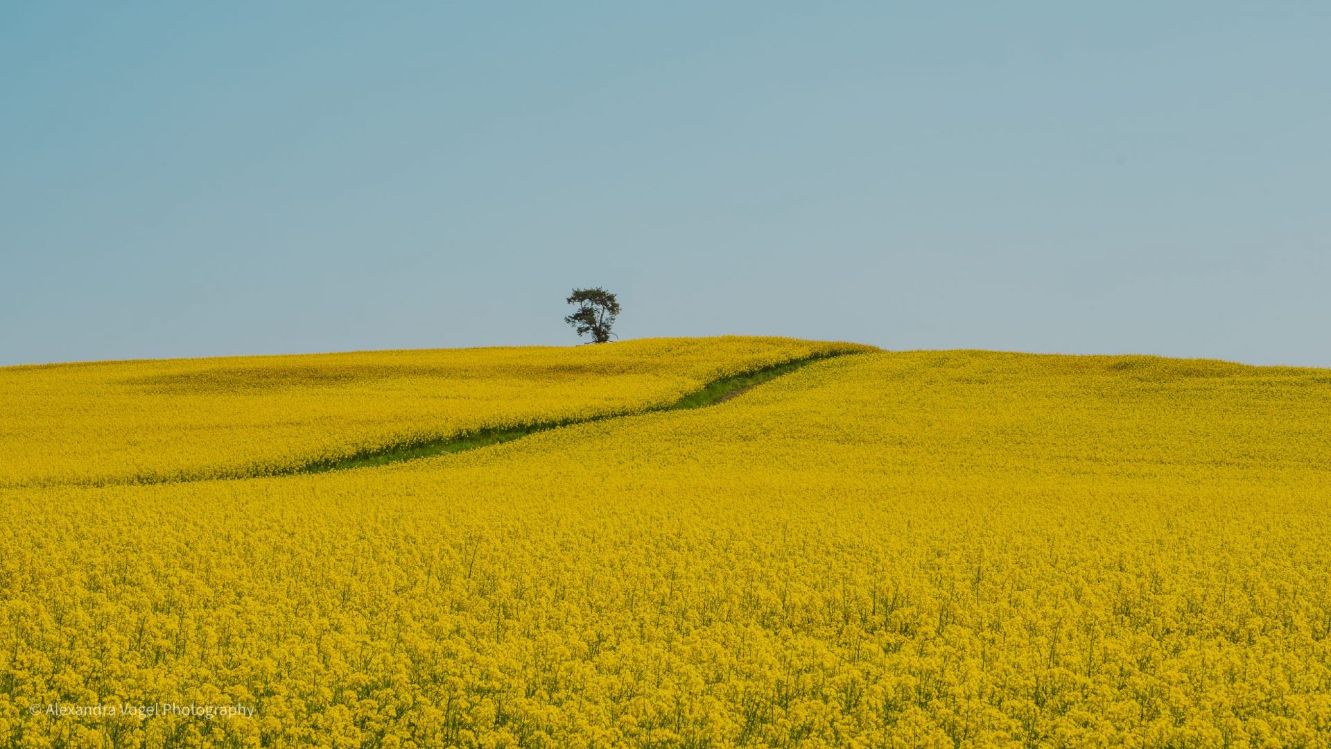 Malerische Rapsfelder in voller Blüte