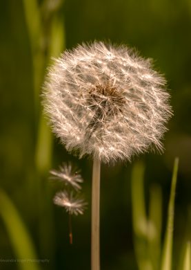 Pusteblume