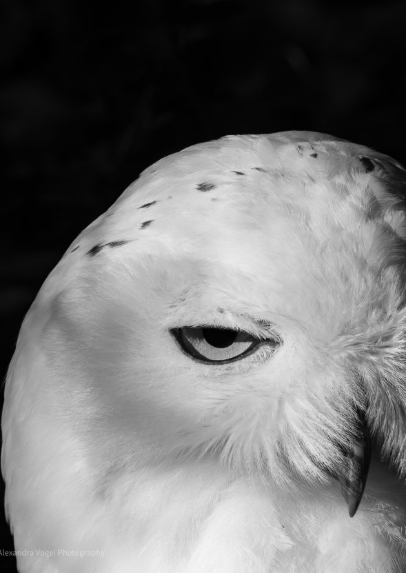 Schneeeule
