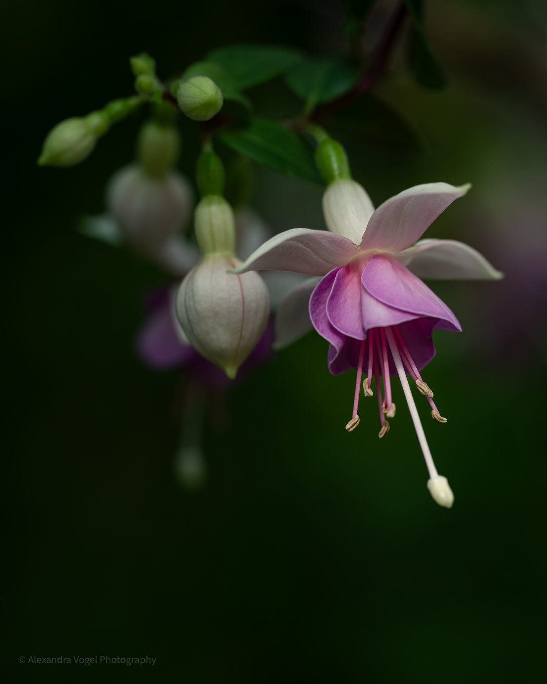 Makroaufnahme einer Fuchsienblüte