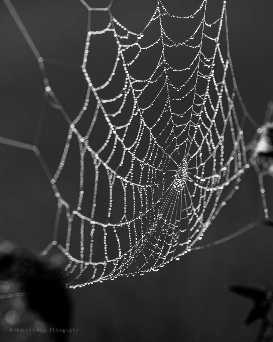 Makroaufnahme eines Spinnennetzes voller Wassertropfen im Morgentau