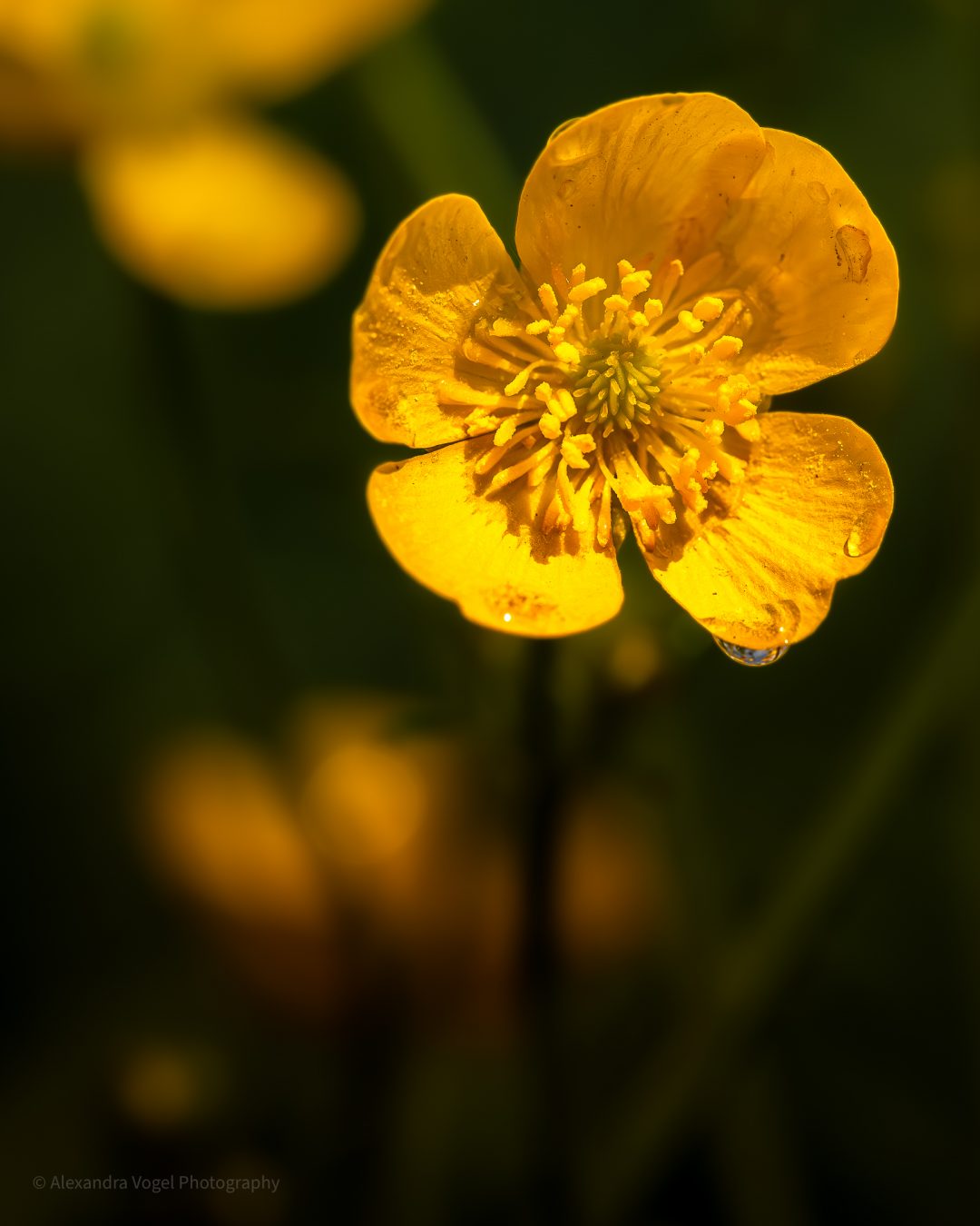 Makroaufnahme einer Butterblume mit Wassertropfen auf der Blüte