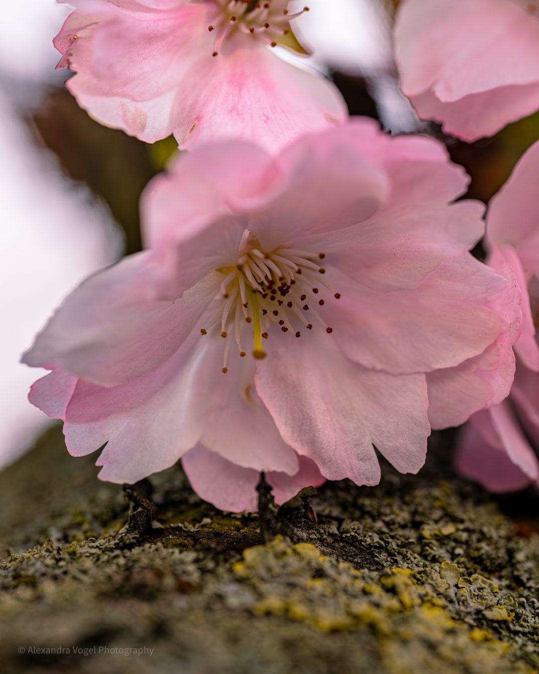 Makroaufnahme einer Kirschblüte in Hamburg an der Außenalster