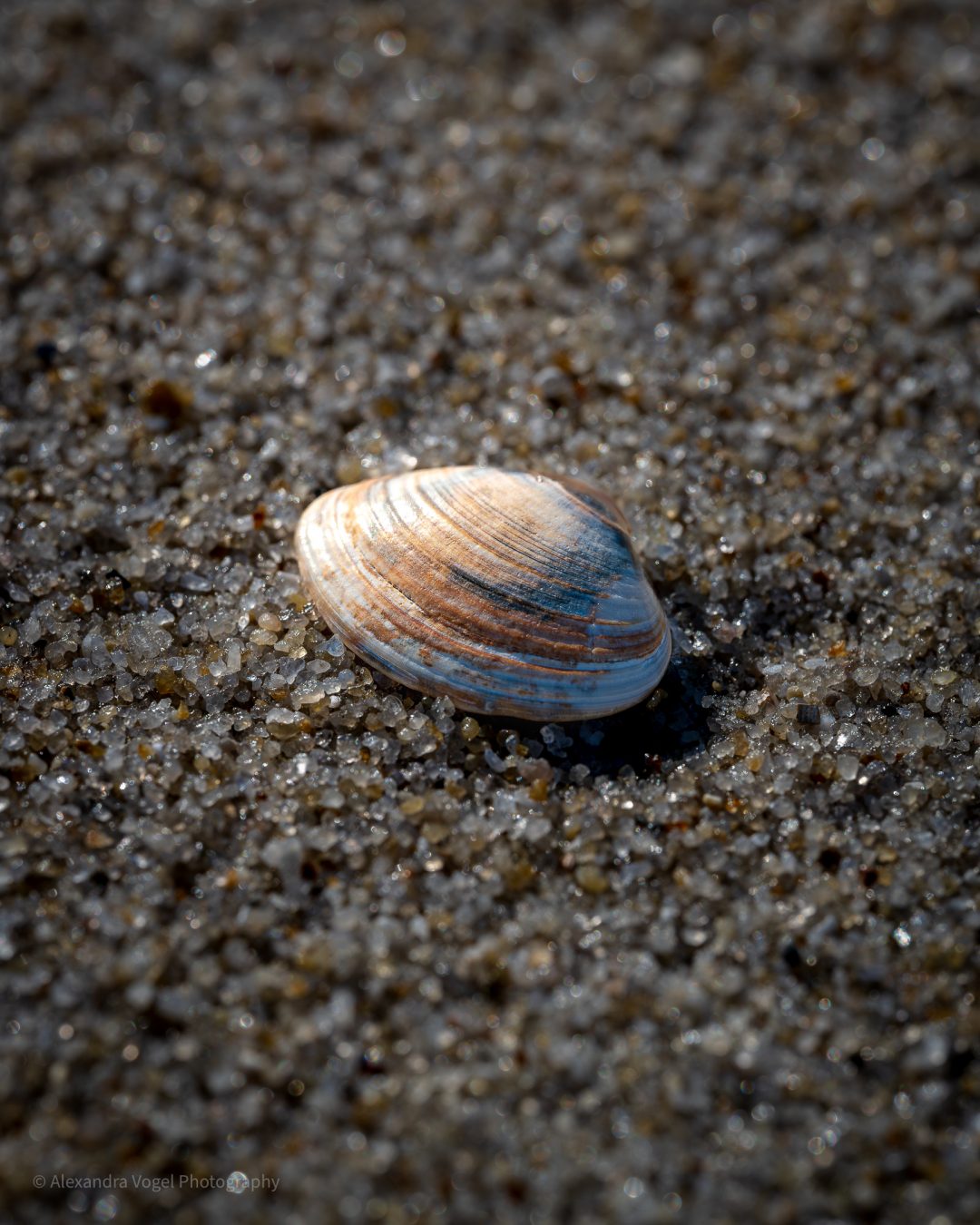 Makroaufnahme einer Muschel