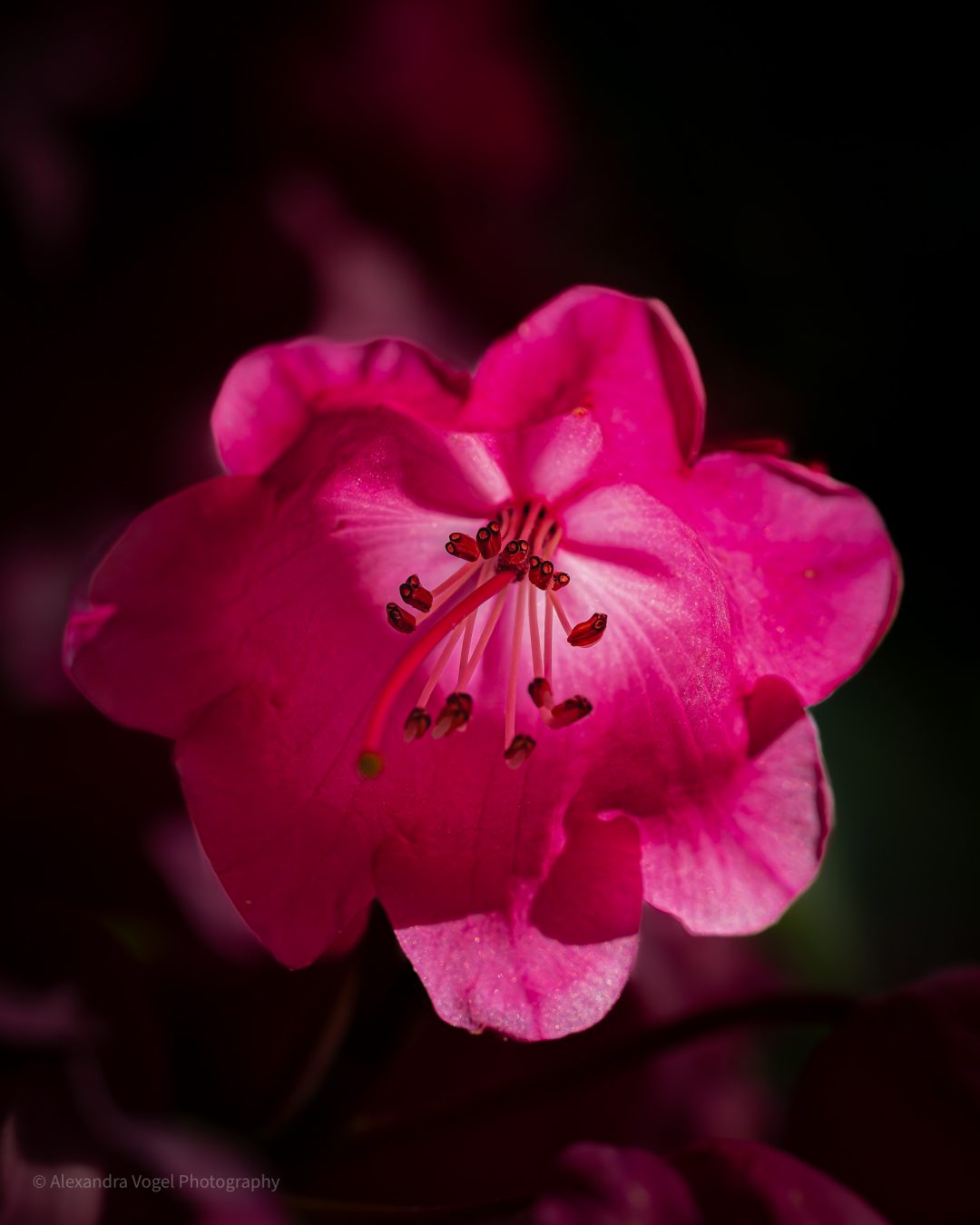 Die Pflanze Staubblatt in Makroaufnahme