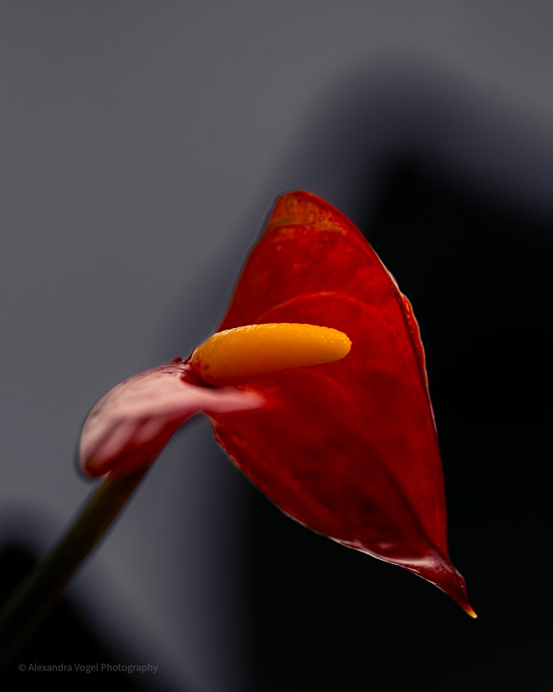 Blüte einer Flamingoblume in Makroaufnahme