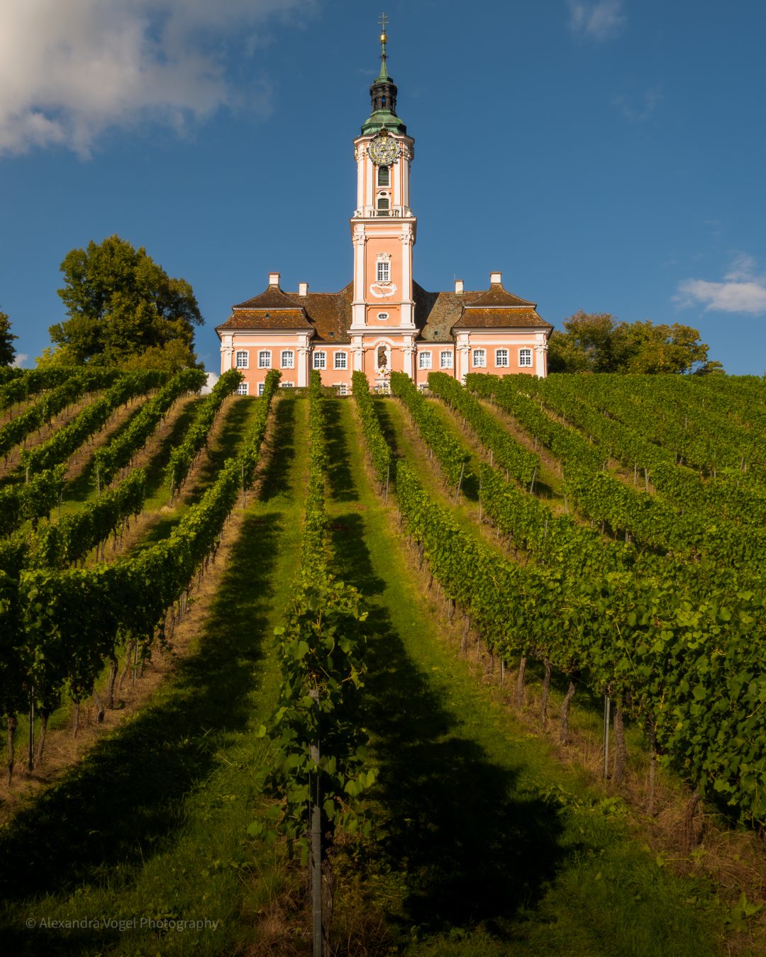 Das Kloster Birnau im Sommer mit Weinreben im Vordergrund