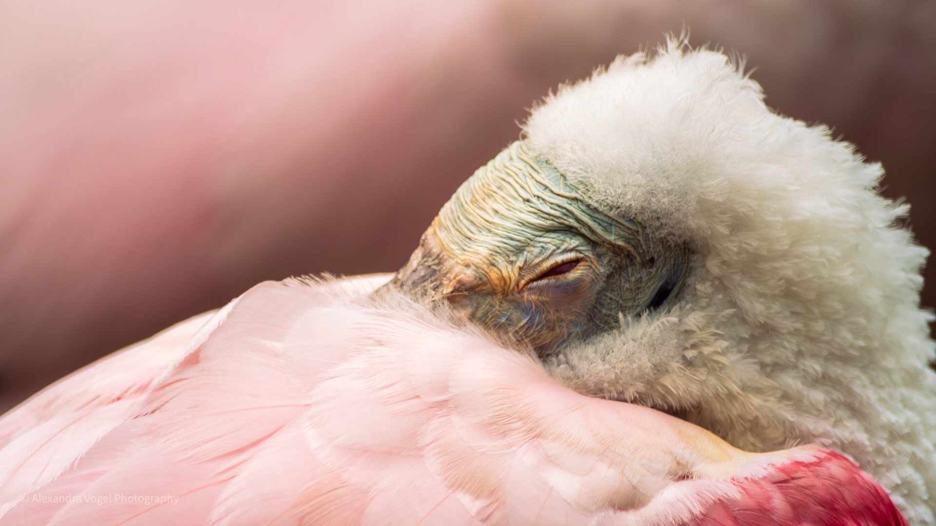 Ein Flamingo am schlafen mit dem Schnabel tief vergraben