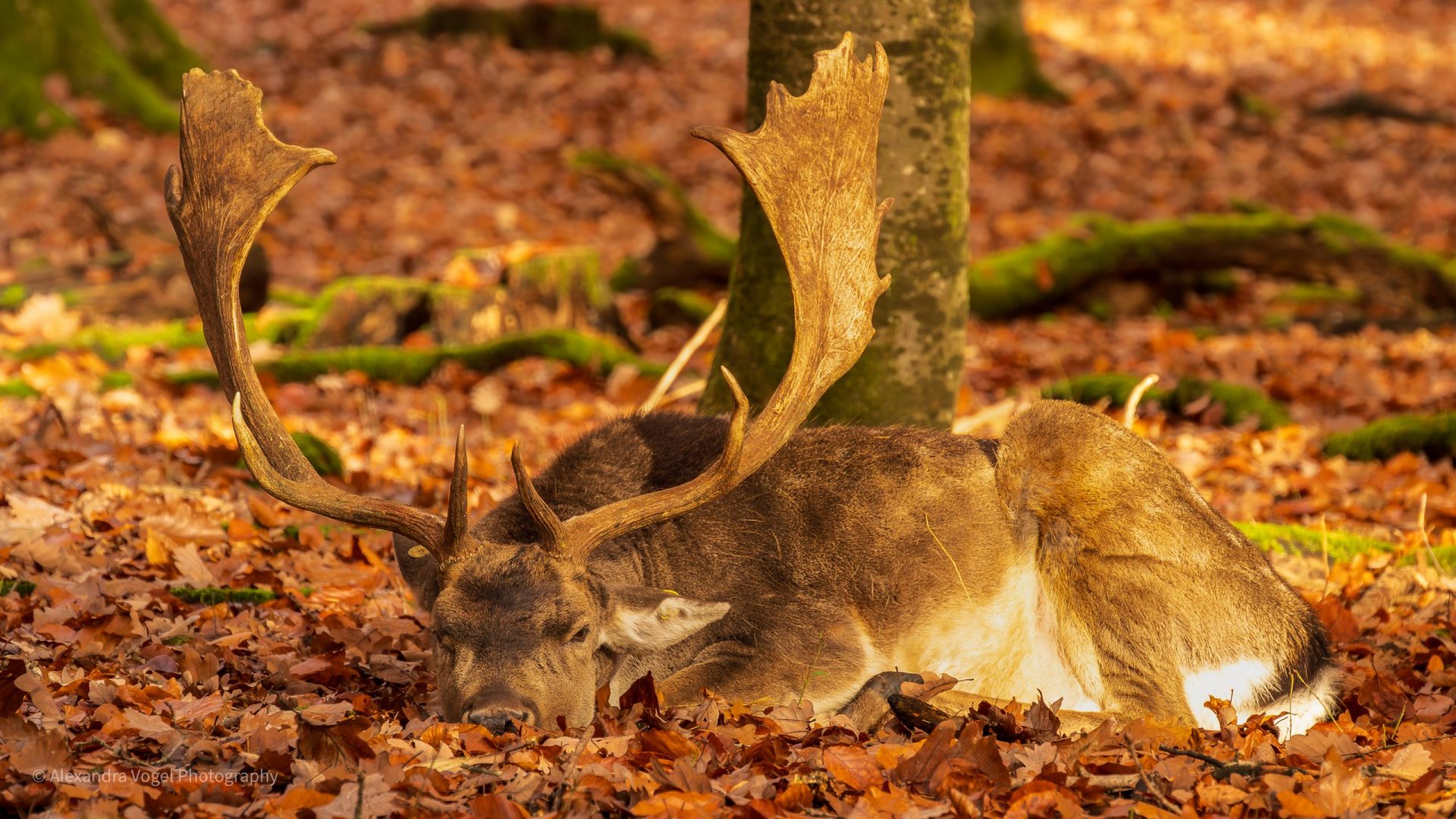 Ein prächtiger Hirsch am entspannen im Herbstlaub