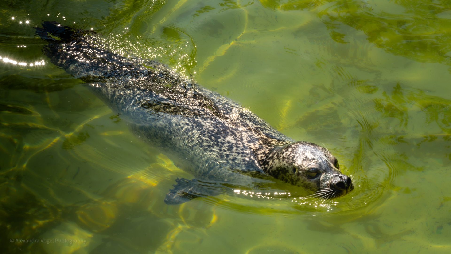 Ein Seehund im Zoo Berlin am schwimmen