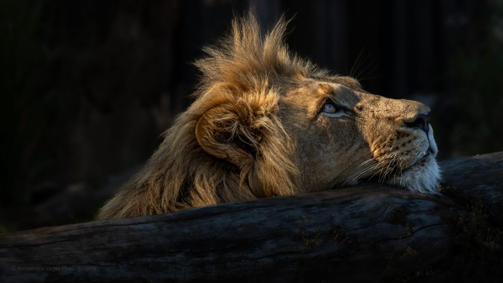 Der prächtige Löwe im Zoo Berlin der verträumt in die ferne schaut