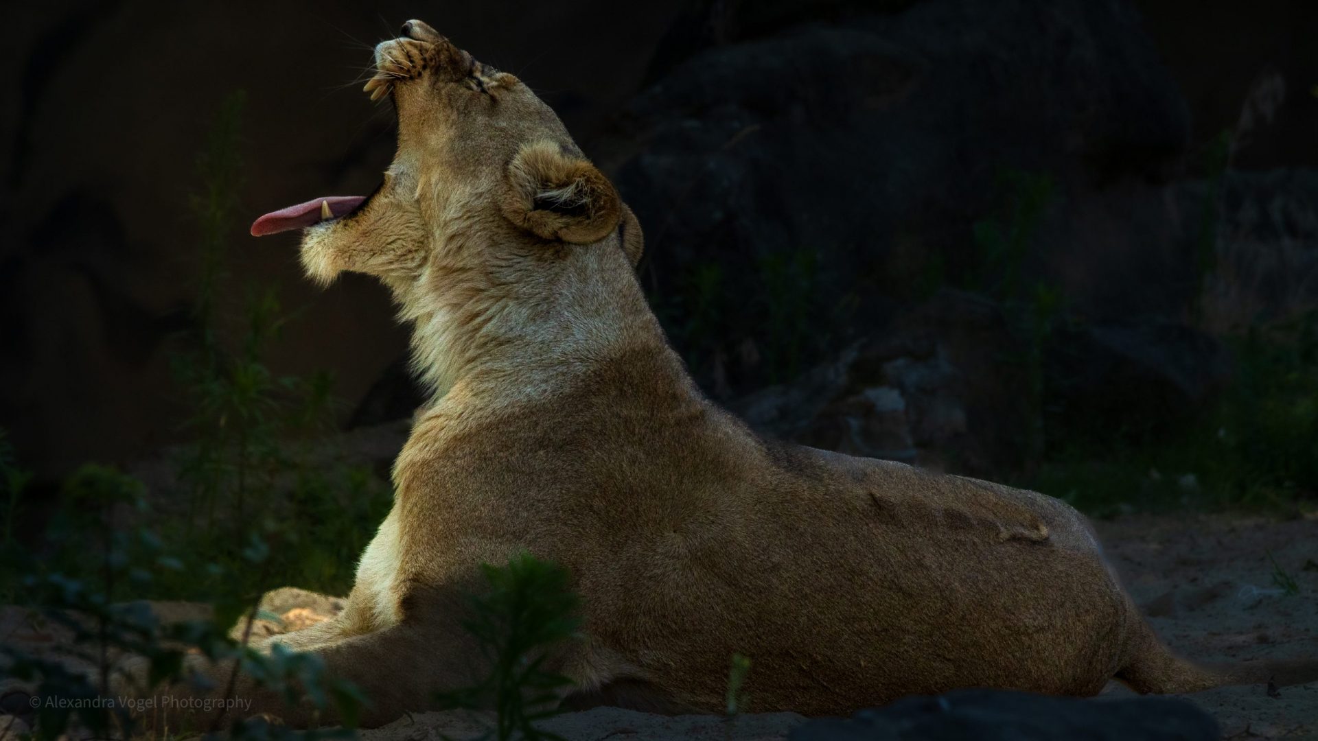 Die Löwin im Zoo Berlin am gähnen