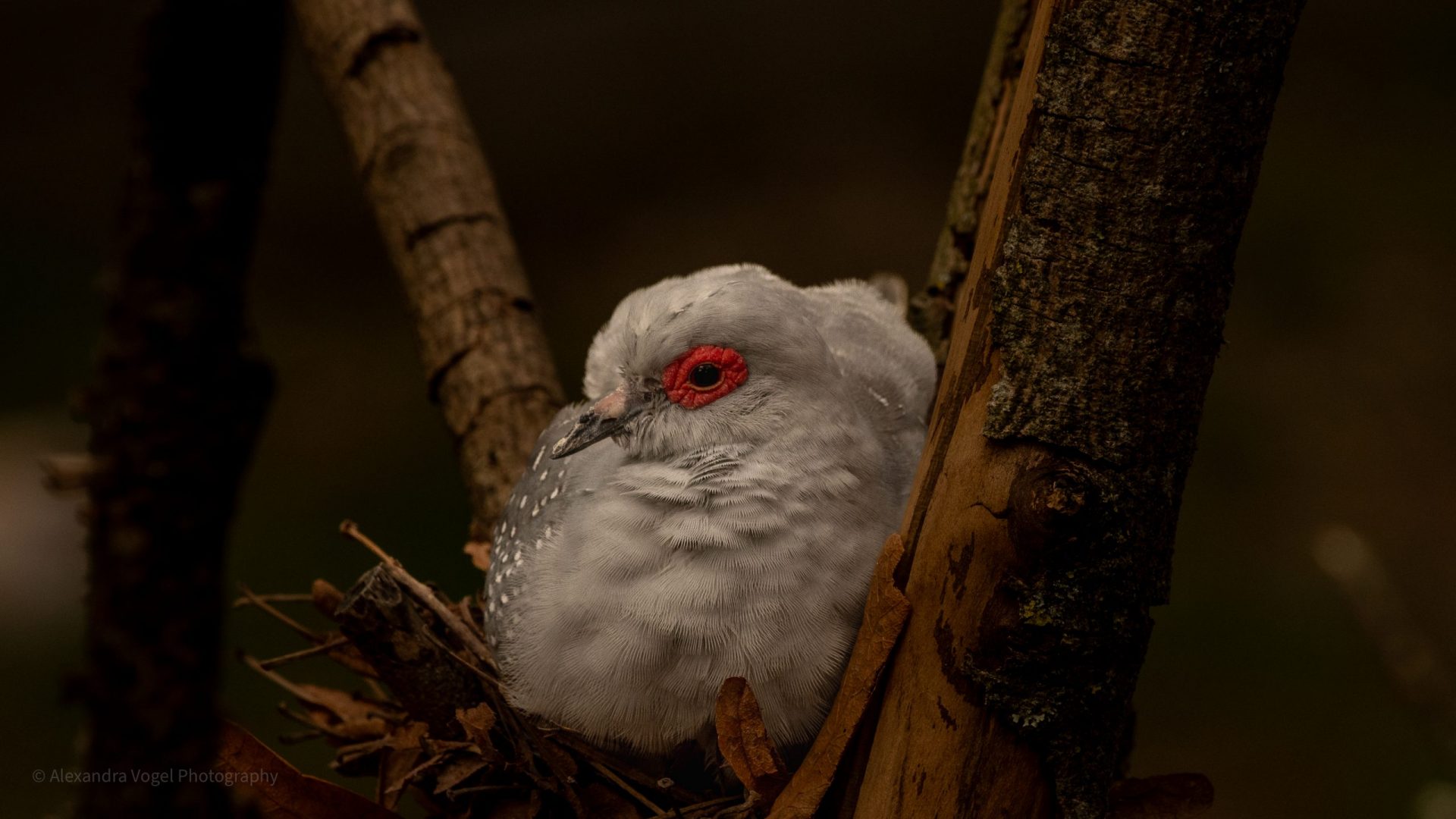 Ein Diamanttäubchen beim Brüten in ihrem Nest