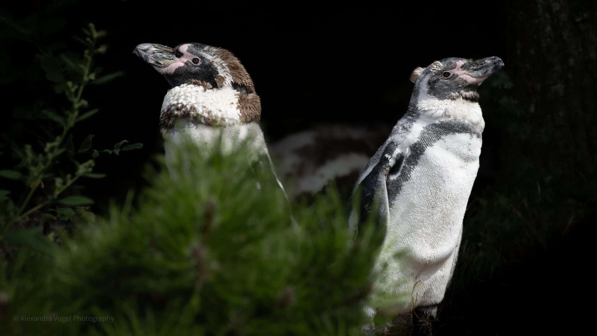 Die Pinguine im Tierpark Hagenbeck im Sommer
