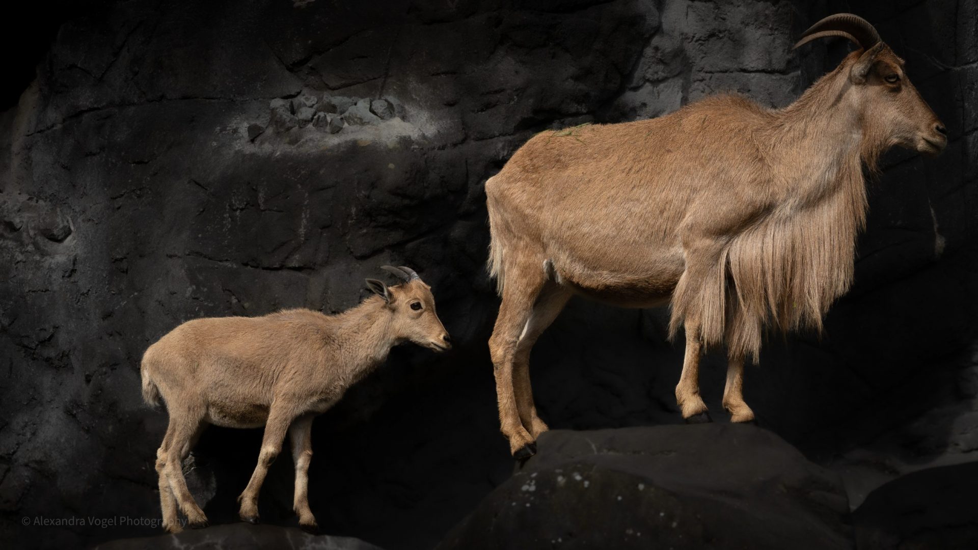 Die Mähnenspringer im Tierpark Hagenbeck am klettern in ihrem Gehege