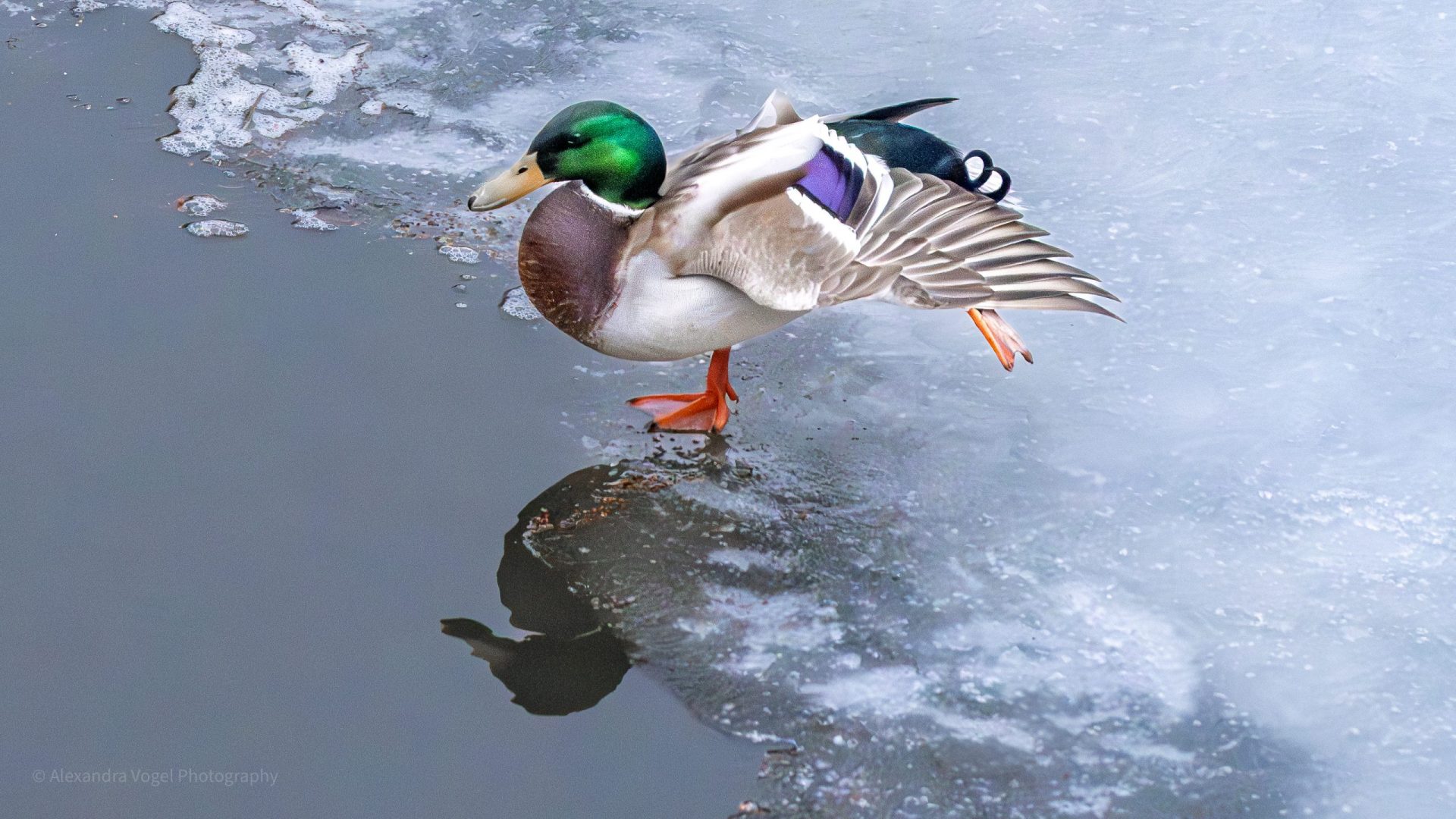 Ente am entspannen auf dem Eis in Hof an der Saale